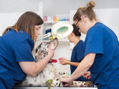 Qu’apprend-on vraiment dans une formation de soigneur animalier ?