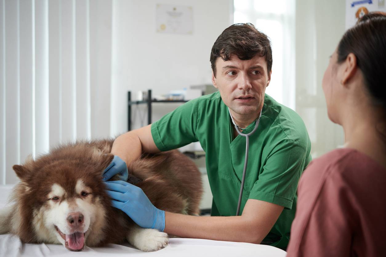 formation de soigneur animalier 